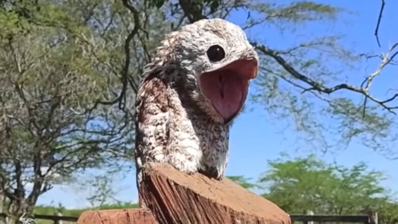 На видео попала пугающая "птица-призрак" из Колумбии