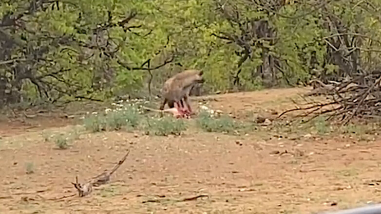 Неравный бой: туристы сняли на видео схватку гиены и старого одноглазого леопарда за добычу