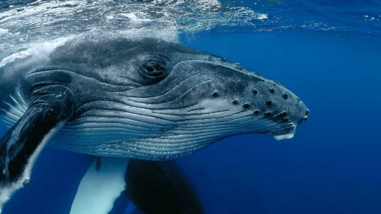 Биологи раскрыли настоящую причину огромного мозга у китов и дельфинов