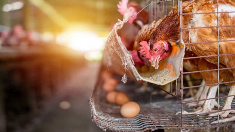 В Минсельхозе рассказали, когда стабилизируются цены на яйца и мясо птицы