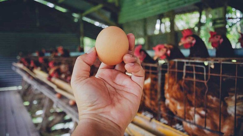 "Ъ": из-за дефицита яиц в России может сократиться выпуск мяса птицы