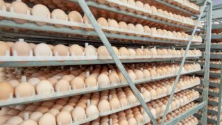 В России договорились о сдерживании роста цен на мясо птицы и яйца