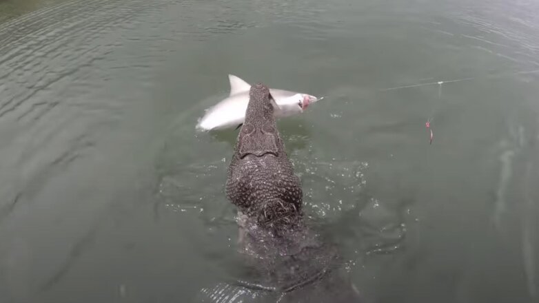 Крокодил украл пойманную акулу у рыбаков: видео
