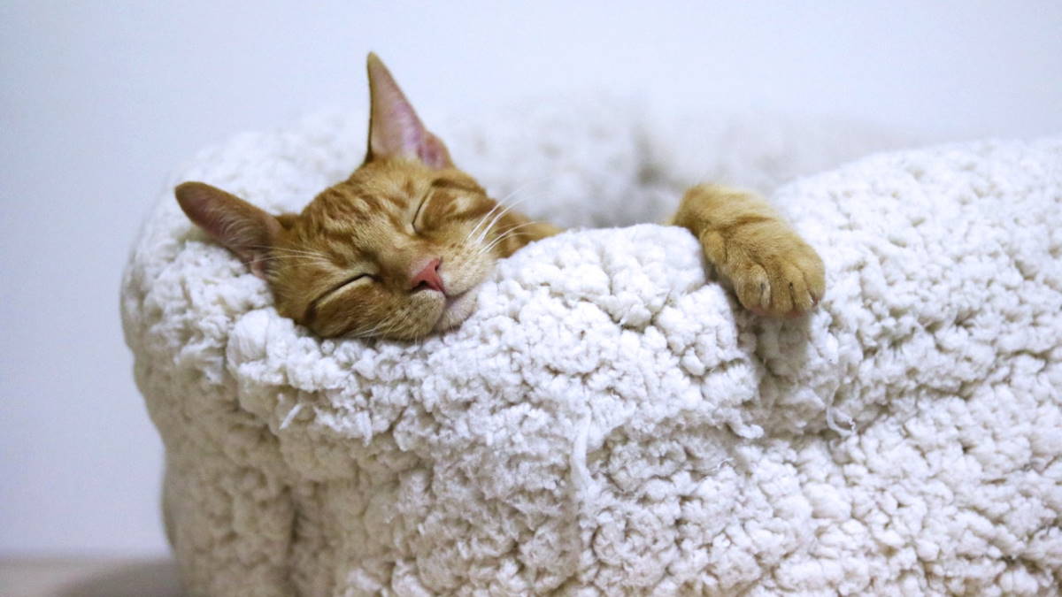 домашняя рыжая кошка спит на лежанке