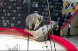 Драка слонов в казанском цирке попала на видео