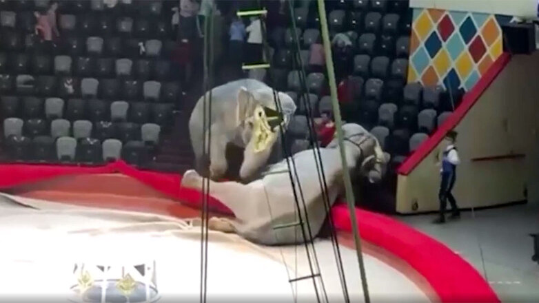 Драка слонов в казанском цирке попала на видео
