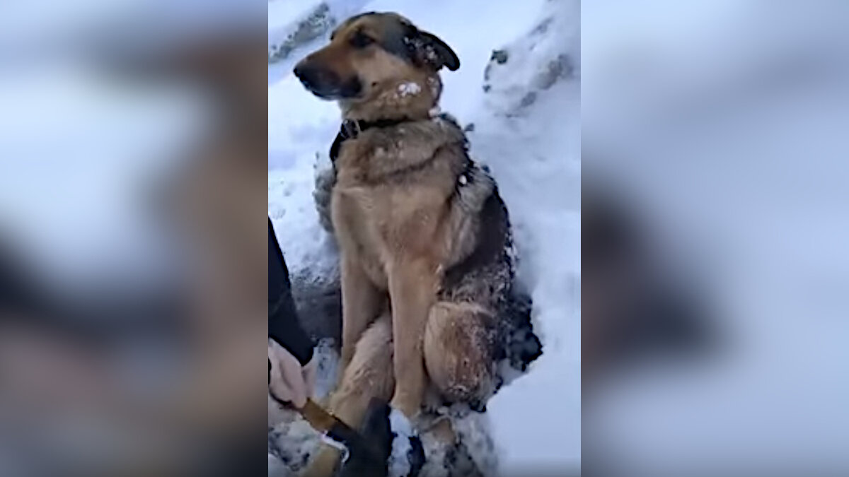 Супружеская пара спасла вмерзшую в лед собаку: видео