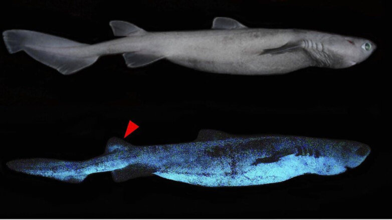 Светящиеся акулы обнаружены у берегов Новой Зеландии