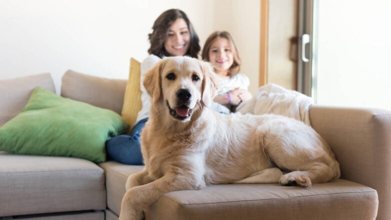Собака в доме: пять самых послушных пород