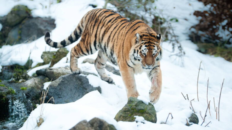 В Приморье четвертый месяц не могут поймать тигра