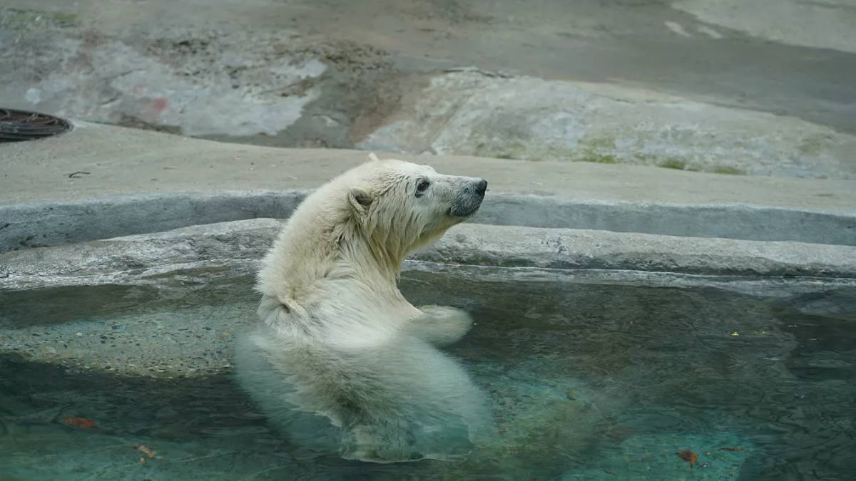 Ученые допустили появление в РФ гибрида белого и бурого медведей
