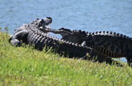 Аллигаторы устроили драку во дворе у американца и попали на видео