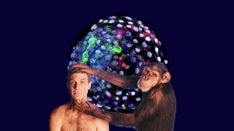 Ученые впервые создали химерные эмбрионы обезьяны и человека