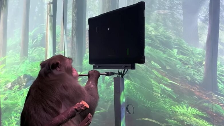 Принадлежащая Илону Маску компания научила обезьяну играть силой мысли: видео