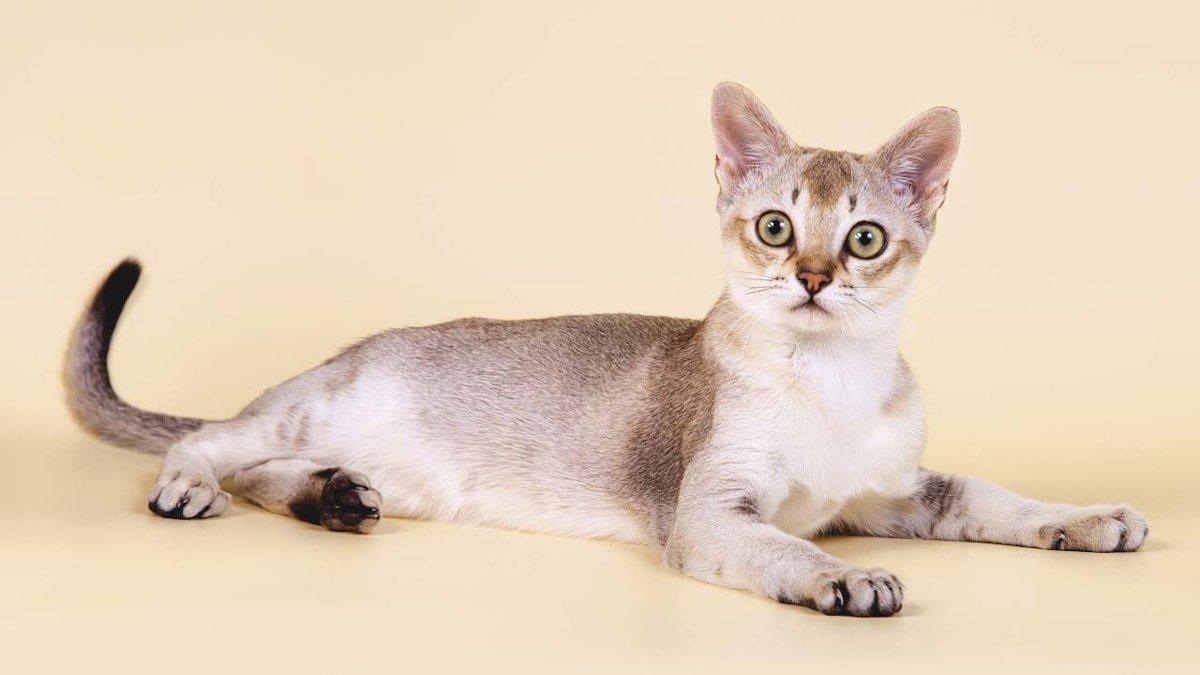 Сингапурская кошка (Сингапура)