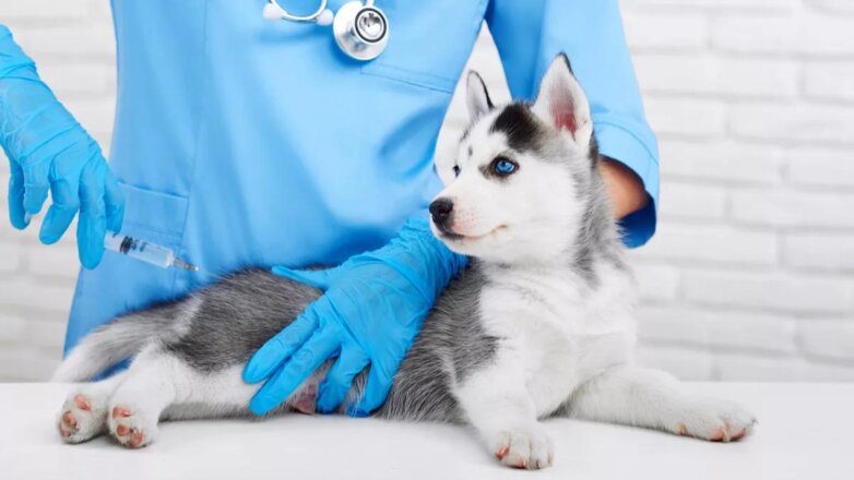 Вакцину от коронавируса для животных начали выпускать в России