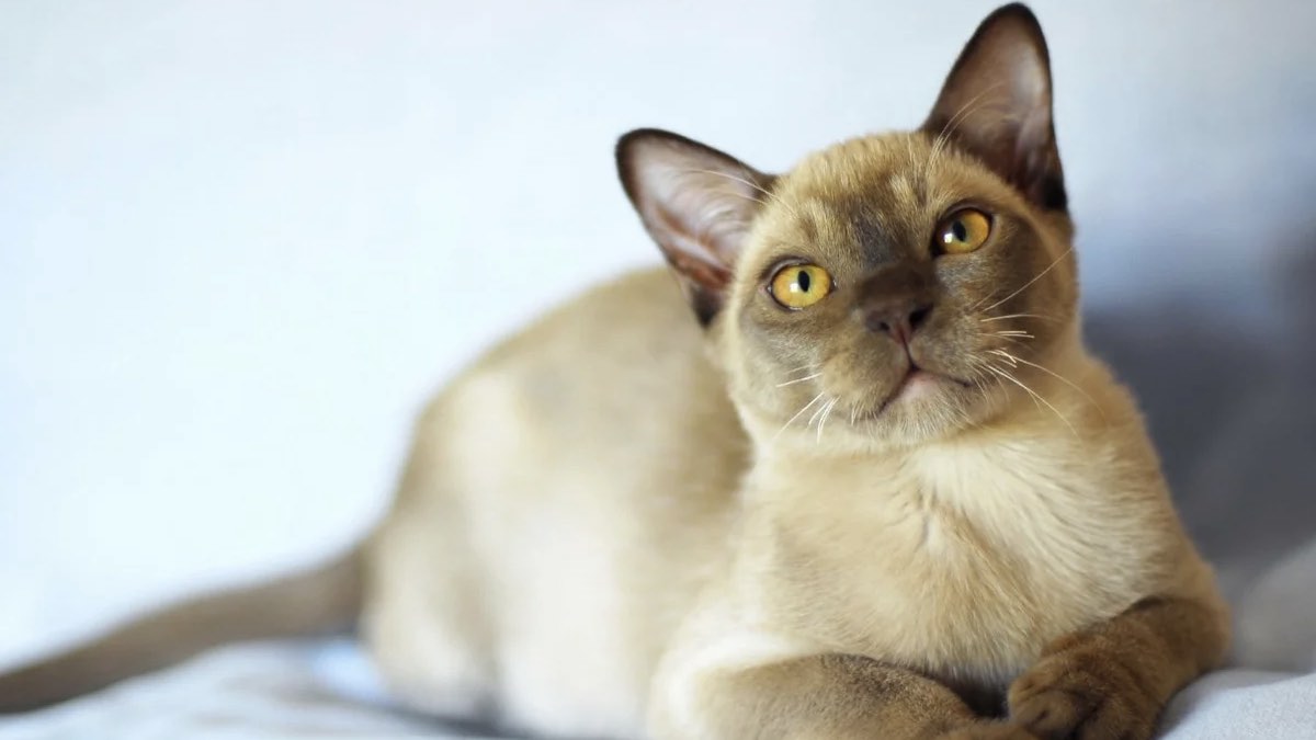 Ручные кошки: топ-7 нежных пород, которые любят обниматься