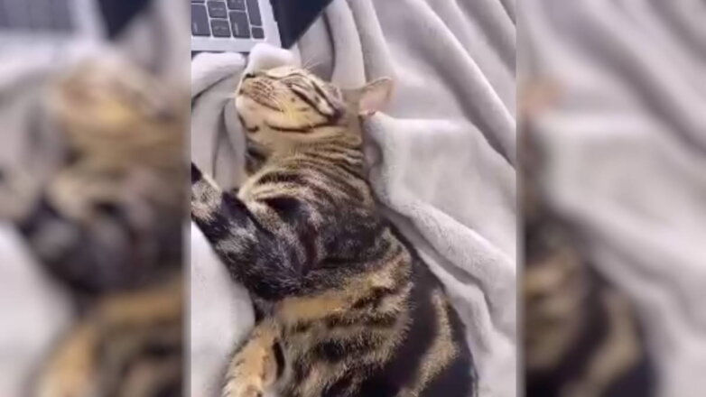 Кот попытался обмануть хозяйку, чтобы не идти мыться: видео