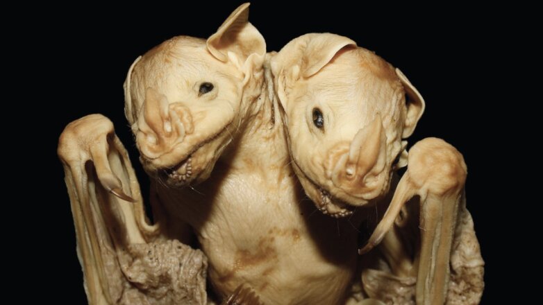 Телята с двумя головами: миф о животных-мутантах в зоне ЧАЭС развенчали