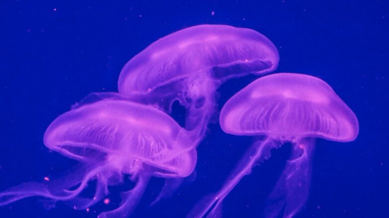 Нашествие розовых медуз заметили в Триесте: видео