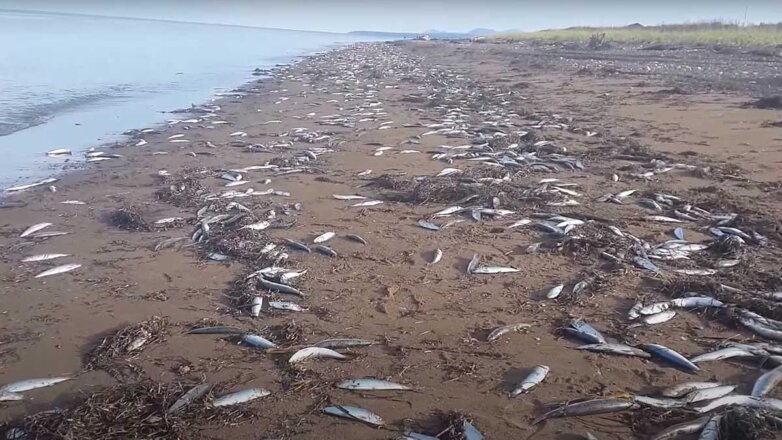 Берега Сахалина усыпало сельдью: видео