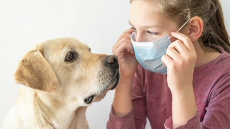 Собаки могут распознавать COVID-19 по запаху с точностью до 96%, считают ученые