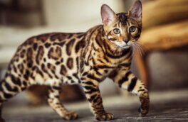 Похожи на леопарда: топ-5 пород кошек с необычным окрасом