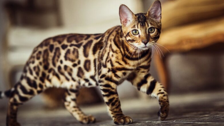 Похожи на леопарда: топ-5 пород кошек с необычным окрасом