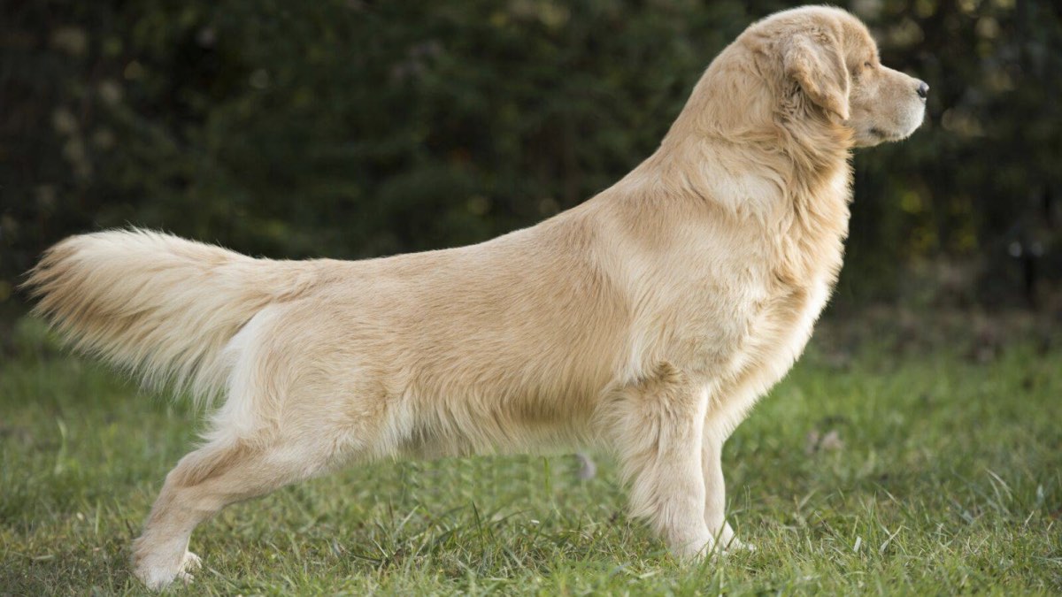 Собака породы Золотистый ретривер
