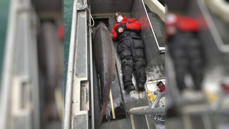 100-летнего осетра-гиганта весом в центнер и размером с человека поймали в США
