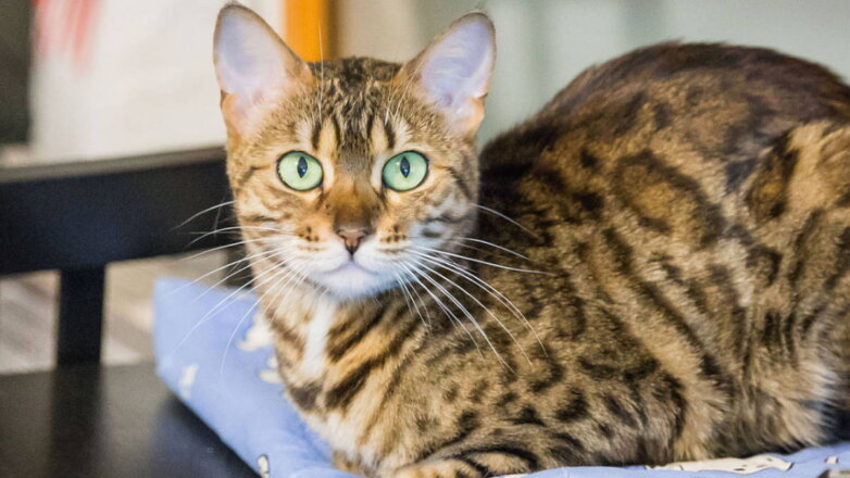 Сплошные проблемы: ветеринар назвал 4 породы кошек, которые он никогда бы не купил