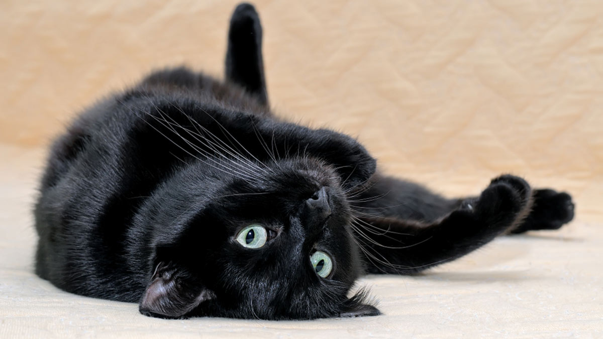 Черный кот внимательно смотрит
