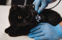 Названы самые нездоровые породы кошек