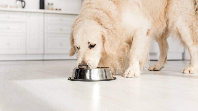 Профессиональные попрошайки: 5 пород собак с неконтролируемым аппетитом