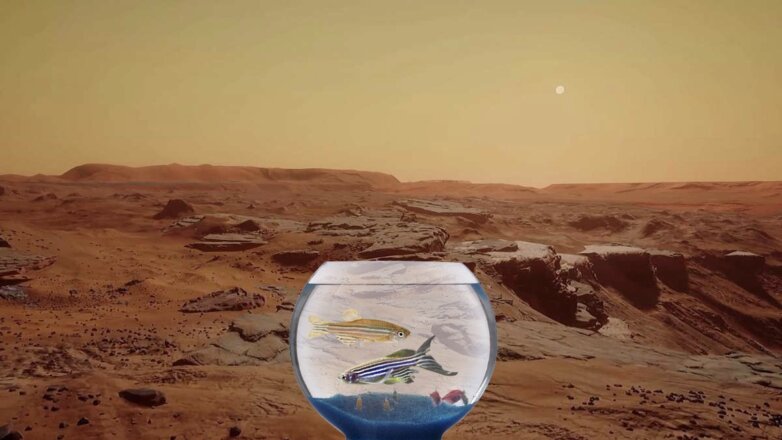 Аквариумная рыбка помогла понять, как человеку долететь до Марса здоровым