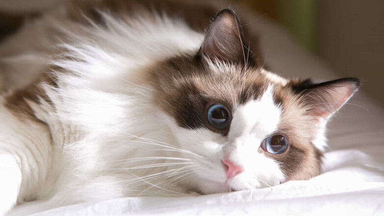 Лучший антидепрессант: 7 самых ласковых пород кошек