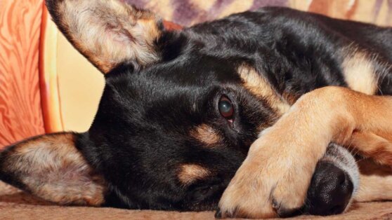 Какие запахи не переносят собаки