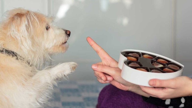 Токсичные лакомства: чем нельзя кормить собак