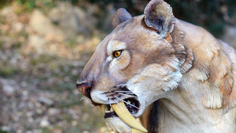 Обнаружены останки одной из крупнейших саблезубых кошек в мире, питавшейся бизонами