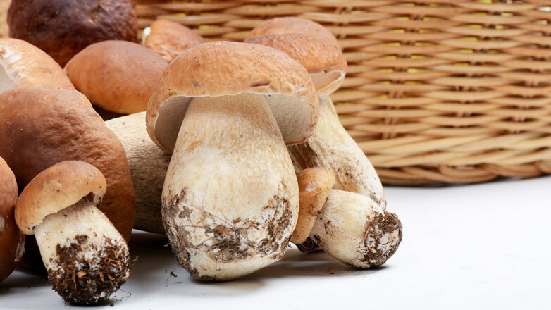 Не просто деликатес: о неожиданной пользе белого гриба узнали ученые