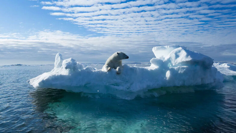 Из-за таяния льдов в Арктике белые медведи могут исчезнуть к концу 21 века
