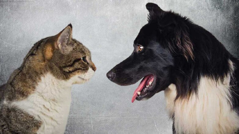 Кто умнее – кошки или собаки: интеллект животных сравнили ученые