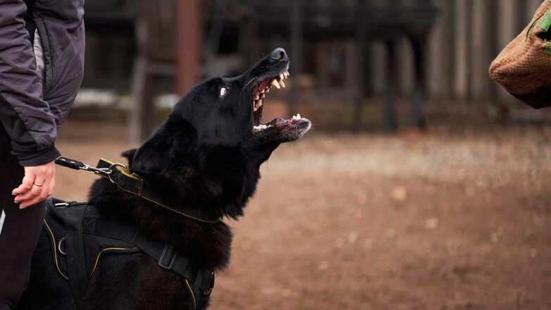 Будет громко: 5 самых шумных пород собак, которые постоянно лают