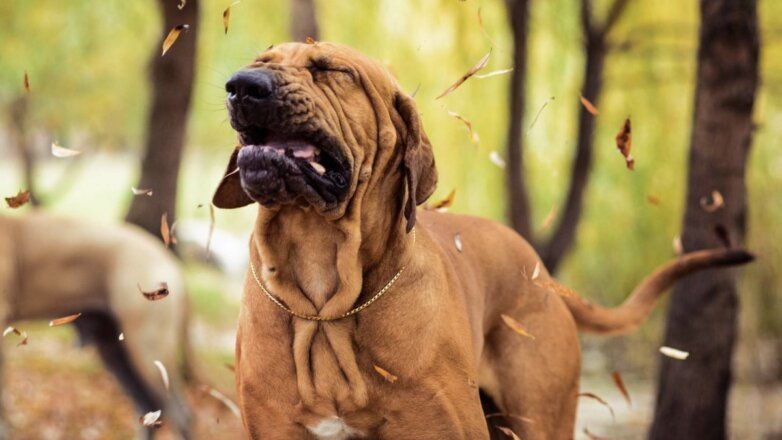 Собаки, которые не вызывают аллергию: топ-10 пород