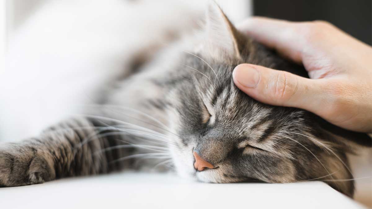 гладят кошка спит рука