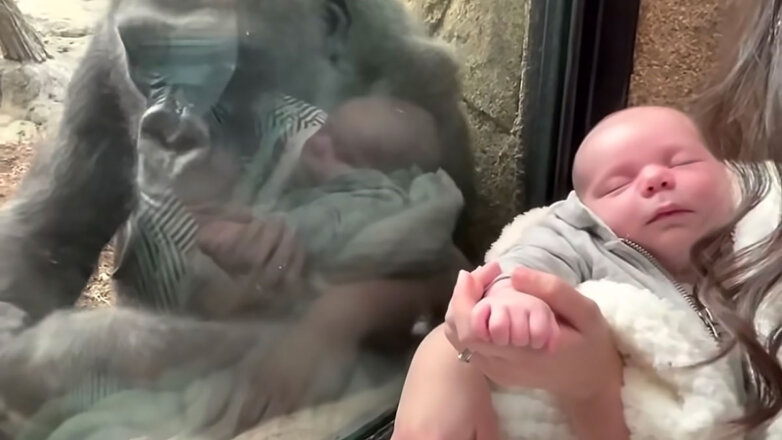 Горилла нашла общий язык с человеческим младенцем: видео