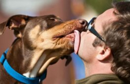 Девять самых здоровых пород собак назвали эксперты