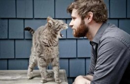 Почему кошка шипит на человека: пять возможных причин