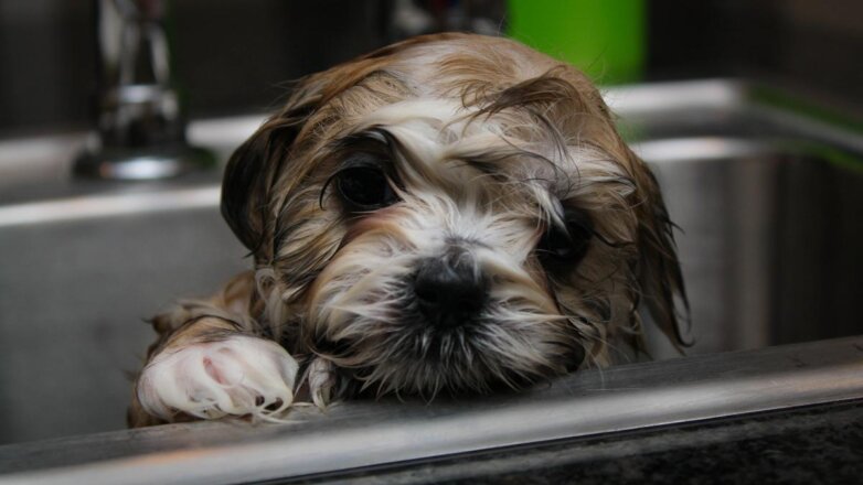 Приучаем к чистоте: как правильно купать щенка