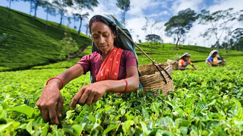 FT: чай может подорожать на фоне засухи и пандемии COVID-19 в Индии